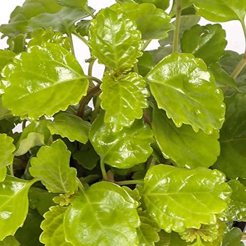 Planta del dinero - Maceta 15cm. - Interior y Exterior - Planta ...