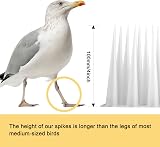 OFFO Bird Spikes High 10cm Anti Pigeon Deterrent 1.2m Frosted Clear view 5