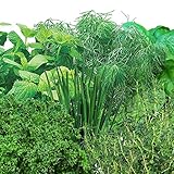AeroGarden Gourmet Herb Seed Pod Kit (7-Pod) (Lawn &amp; Patio)
