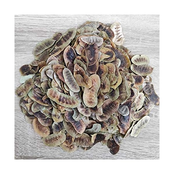 Getrocknete Senna Schoten Kräutertee 85g - 1,95 KG Prämie Qualität Senna Alexandrina (1950 gramm) – Bild 3