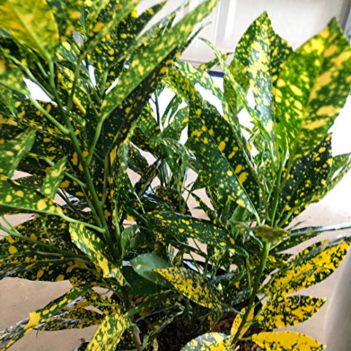 Croton Gold Dust Live Plant in a 4 Inch Pot Codiaeum Variegatum