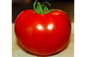 SVI Celebrity Tomato 45 Seeds -Disease Resistant!