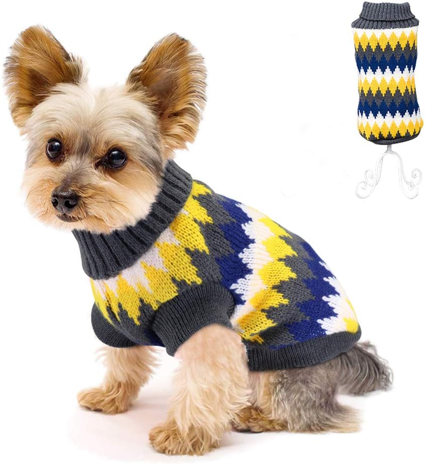 cat in winter clothes