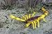 Safari Ltd  Hidden Kingdom Insects Scorpion