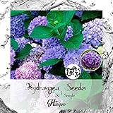 Hydrangea Seeds - Hortensia Seeds - Hydrangea