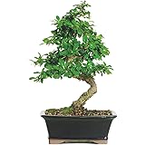 Brussel's Fukien Tea Bonsai - Medium - (Indoor)