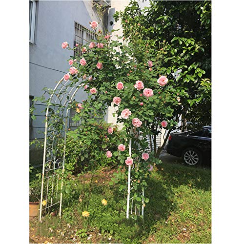 GEREP Eisen im EuropäIschen Stil Rosenbogen Torbogen, Zum Klettern von Pflanzen, Garten, Hochzeit, Terrasse/Weiß / W130×H195cm – Bild 6
