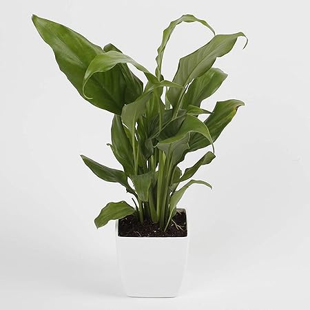 Ferns N Petals Peace Lily Plant Live Indoor White Plastic Pot 3 X 3 Inches