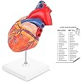 LYOU Human Heart Model, 2-Part Life Size Anatomically Accurate Numbered Heart Medical Model Shows 48 Anatomical Internal Structures, Held Together with Magnets on Base