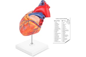 LYOU Human Heart Model, 2-Part Life Size Anatomically Accurate Numbered Heart Medical Model Shows 48 Anatomical Internal Structures, Held Together with Magnets on Base