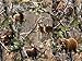 REALTREE FLANNEL FABRIC SOLD BY THE YARD-REAL TREE COTTON FLANNEL FABRIC-REALTREE CAMOUFLAGE ANIMALS FLANNEL