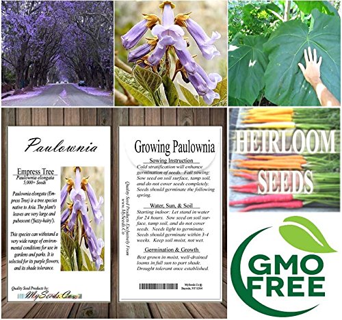Big Pack - Paulownia elongata Tree Seeds (5,000+), aka Empress Tree - Very Large Leaves, Shade Tolerant - Non-GMO Seeds by MySeeds.Co - Thumbnail 6