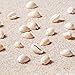 Craftdady 9-12mm Natural Spiral Sea Shell About 120-150Pcs Tiny Cowrie Beach Seashells for Summer Ocean Jewelry Making Fish Tank Vase Filler Decor Hole: 1-2mm