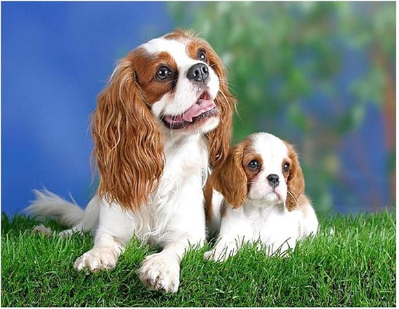 Adorables Chiots Cavalier King Charles Pure Race Charente