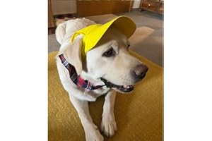Dog-O-Bow Yellow Baseball Cap (Small)