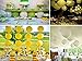 5 Packs Yellow Round Paper Lanterns Chinese Lanterns 12 inch Large Hanging Ball Decorations for Halloween Birthday Bridal Wedding Baby Shower Parties Assorted Sizes (Yellow, 12'')