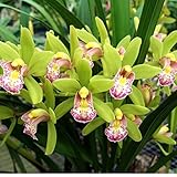 CYMBIDIUM JILL 'BETTY JO' AM/AOS