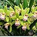 CYMBIDIUM JILL 'BETTY JO' AM/AOS