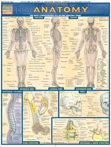 Anatomy (Quickstudy Reference Guides - Academic)
