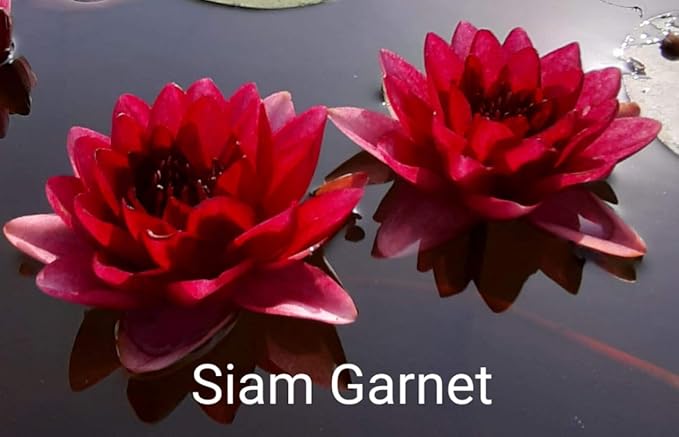 Siam Garnet Water Lily