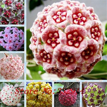 Best Garden Seeds New Rare Hot Sale 2015 20 Colors Rare hoya seeds Flower Seeds 50pc/pack Bonsai Seeds for Home &amp; Garden Free Shipping