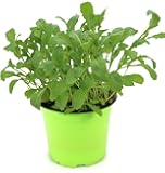 Kräuter im topf Kräuter im topf