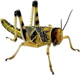 Livefoods4u Large Locust Live Food 2-3.5cm Mega Tub 25 for Reptiles view 6
