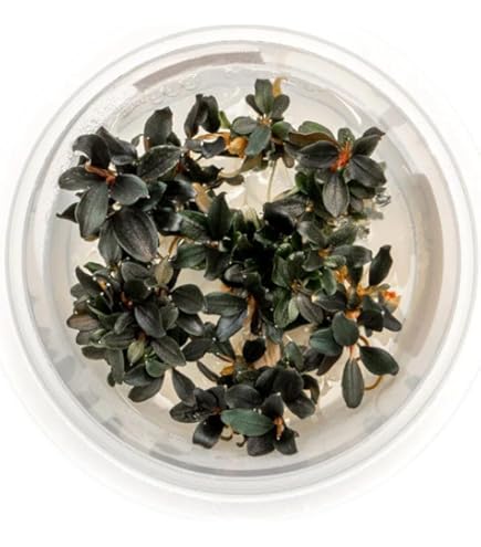 Amazon.com: Bucephalandra SP. Wavy Green - Rare Live Aquatic