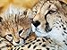MasterPieces Animal Planet Cheetahs Large 300 Piece EZ Grip Jigsaw Puzzle