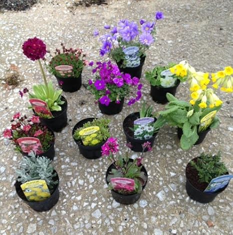 Pack Of 12 Mixed Rockery Plants In 9cm Pots Alpine Perennial Collection Amazon De Garten