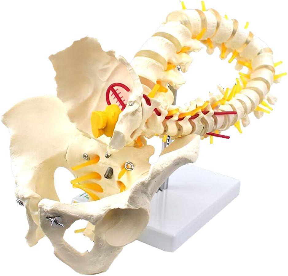 FXQ Anatomical Human Spine Model for Education - 78Cm/31 Flexible Spine Model - Life-Size Vertebral Column with Pelvis Spine Model Skeletal Model - for Medical Educational