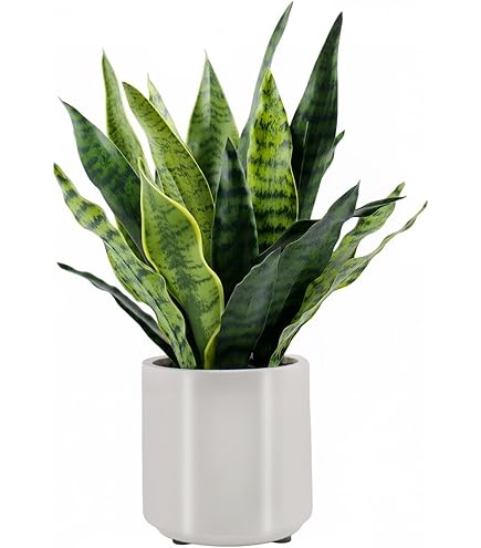 Amazon.com: XZJMY Fake Snake Plant 16.5" Artificial Plant Fake Sansevieria  for Home Office Store Decoration,Without Vase (3Pcs, Green) : Home & Kitchen