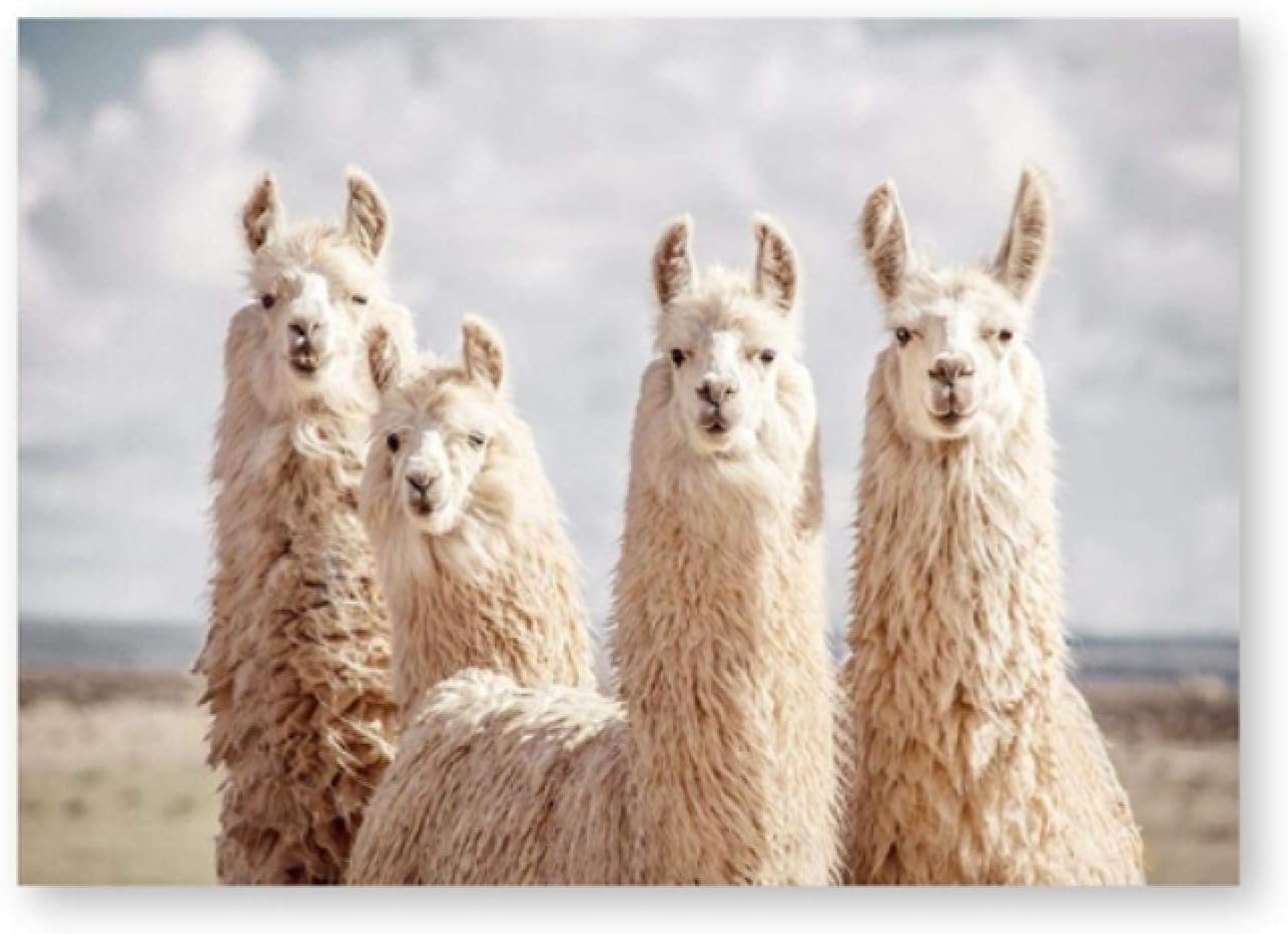 Amazon かわいい動物のポスターキャンバス絵画プリントアルパカウォールアートポスターリビングルーム保育園の家の装飾 70x1cm フレームレス ウォールステッカー オンライン通販