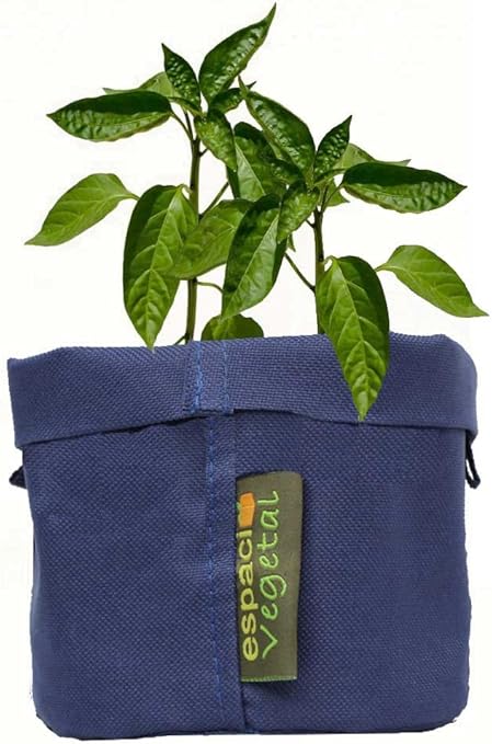 Kit cultivo pimientos del Padrón. UNOS PICAN OTROS NO.: Amazon.es ...