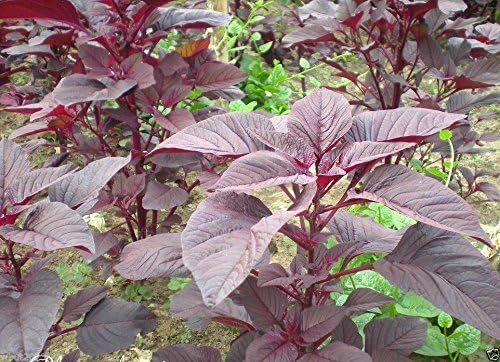 Red Garnet Amaranth Seeds,Vegetable,young leaves,micro-greens,Sprout And Grain(10 Grams)