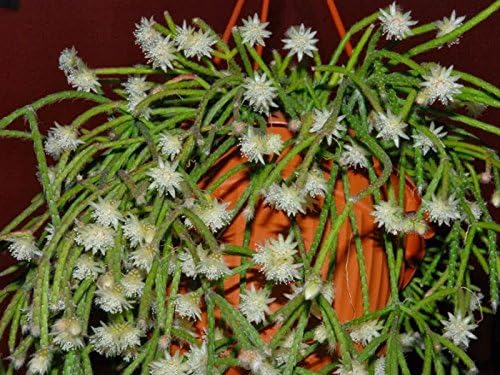 Rhipsalis Pilocarpa rare cactus10 Seeds~Hanging Mistletoe Cacti~Fragant flowers