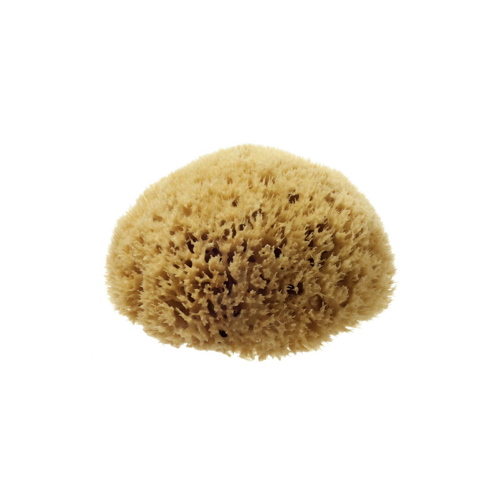 Hydrea London Natural Sea Sponge 4-4.5"- Premium Mediterranean Honeycomb Unbleached Natural Sponge for Adults, Women, Men Children and Baby