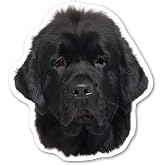 Magnet America Newfoundland Dog Magnet is 5.25" x 4.75" Made for Vehicles and Refrigerators