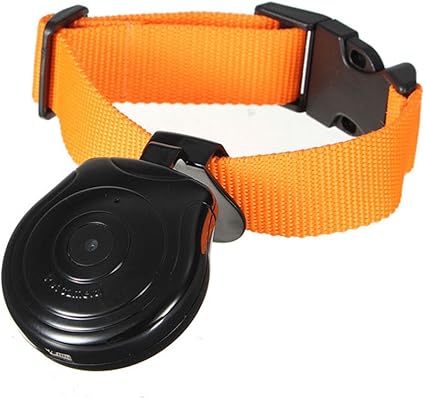 white small fluffy puppy