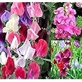 Big Pack - Sweet Pea Sweetpea Flower Seed (400+) Lathyrus odoratus Flower Seeds - Heirloom Mix Very Fragrant Blooms - Red Sal