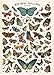 Cavallini & Co. Butterfly Chart Decorative Decoupage Poster Wrapping Paper Sheet
