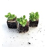 Pak choi samen Pak choi samen