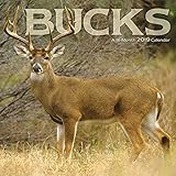 2019 Bucks Wall Calendar by 