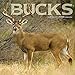 2019 Bucks Wall Calendar by 