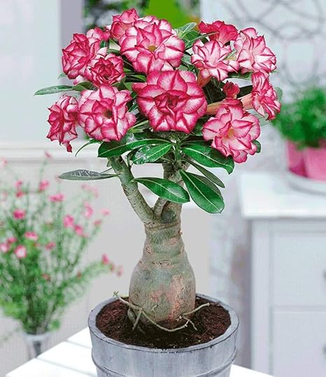 Tropical Desert Rose Adenium Obesum 10 Zaden Van Deze Mooie Plant Amazon Nl