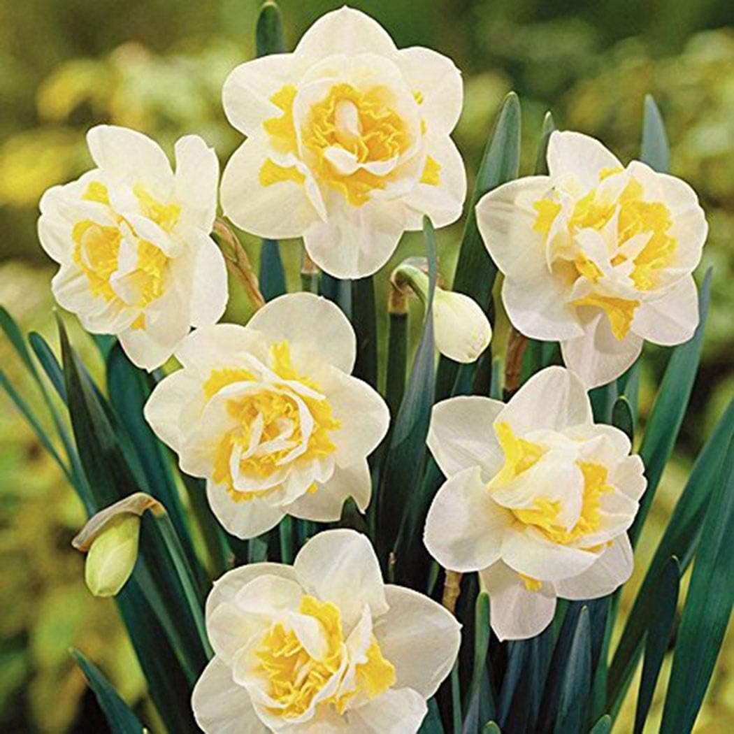 Caiuet Seeds- 100Pcs Rare Daffodils Seeds Multicolored, Perennial Flower Seeds Bells Flowers Seeds Hardy Flower Bulbs for Barkon, Garden