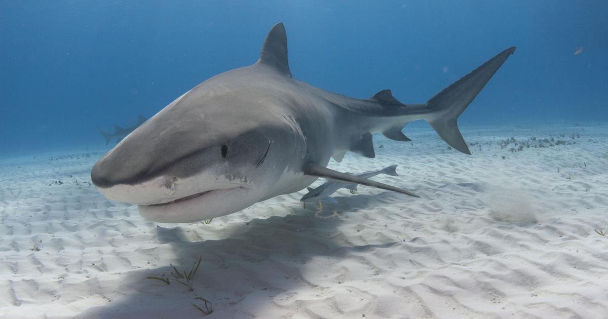 Gifts Delight Laminated 44x23 Poster: Surfer Loses Left Leg After Shark Attack in Hawaii