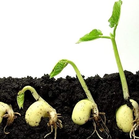 Homemade Organic Fertilizer Organic Growth Booster Complete Plant Food for Plants, 500GM