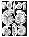 Ernst Haeckel: Art Forms in Nature Coloring Book