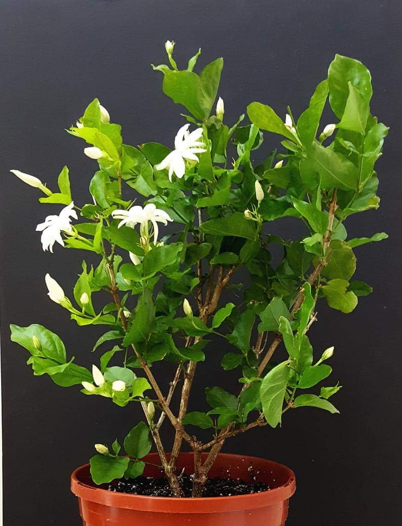 1 Flowering Belle of India Jasmine/Jasminum